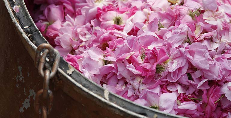 طرز تولید گلاب به روش سنتی با دیگ مسی در قمصر