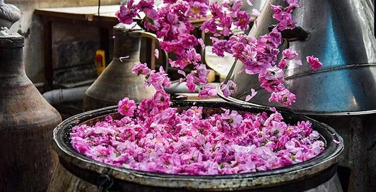 انواع گلاب و روش‌های گلابگیری: راهنمای کامل از سنتی تا خانگی