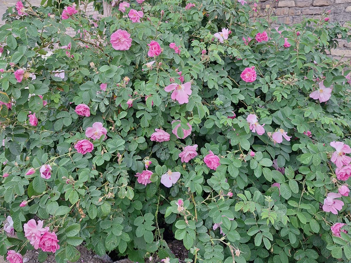 باغ گل محمدی قمصر