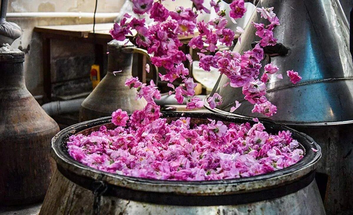جشنواره گلاب گیری: تهیه گلاب با تقطیر