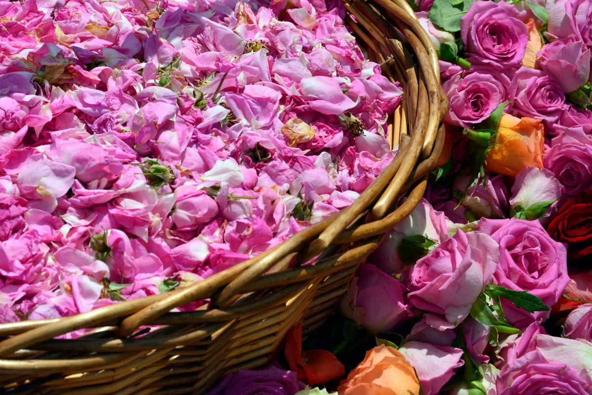 گل محمدی برای ریختن در دیگ مسی