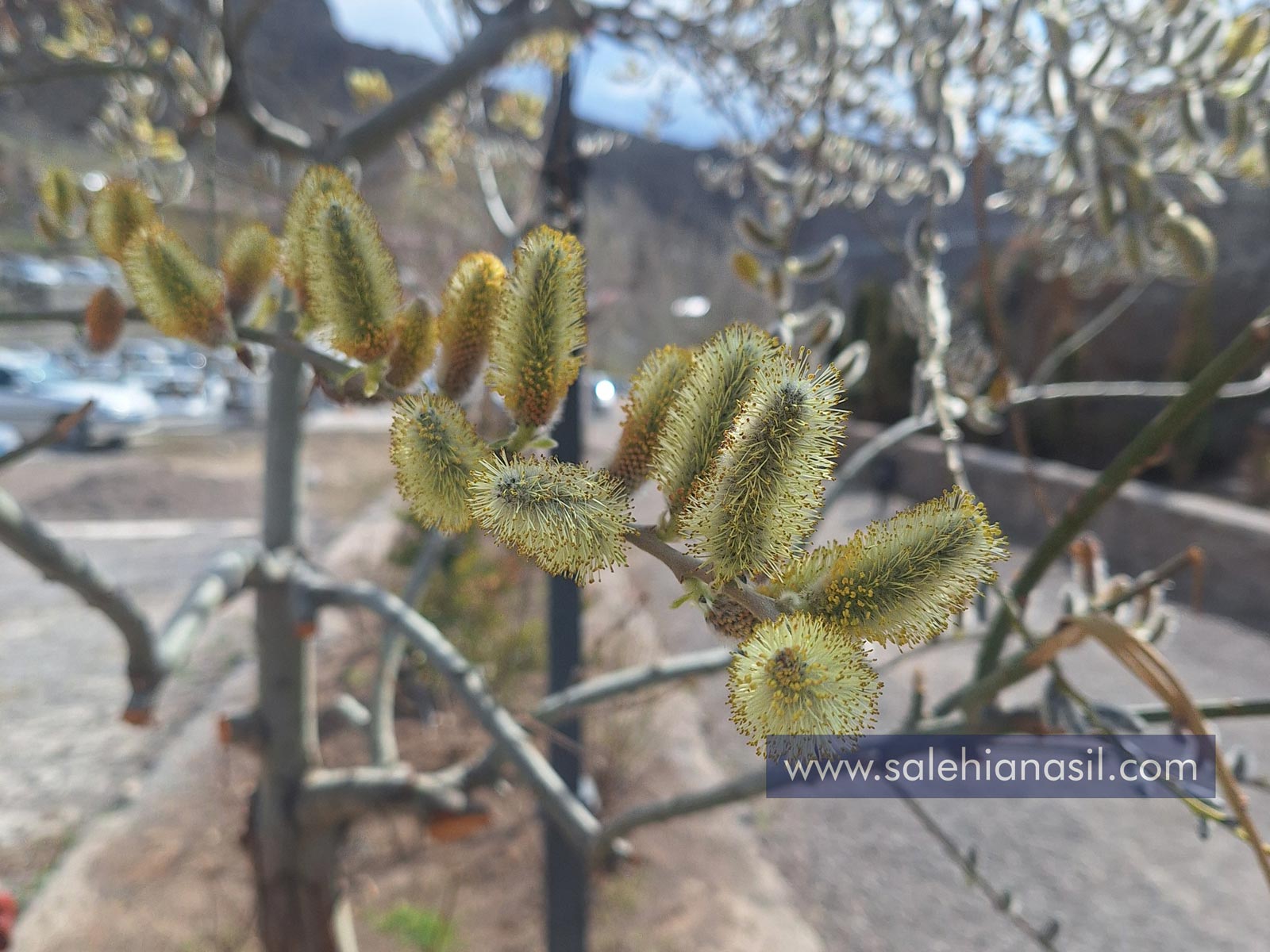 شکوفه بیدمشک ارومیه