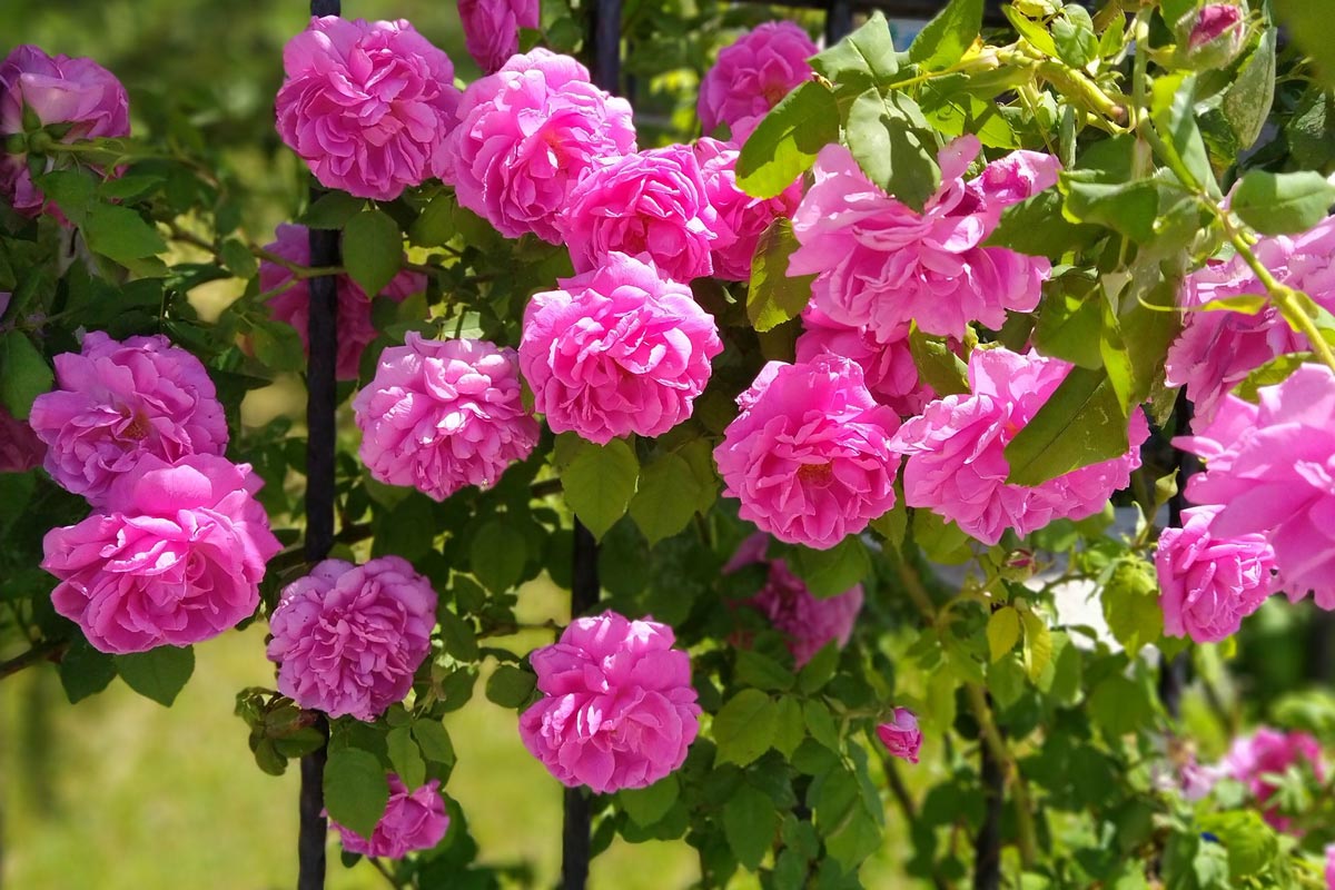 گل محمدی قمصر