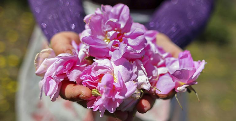 چیدن گل محمدی قمصر